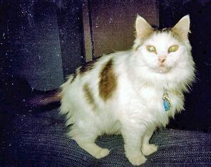 T.C. (Theodore Calvin) - The family's one and only lock-picking, private-eye cat.