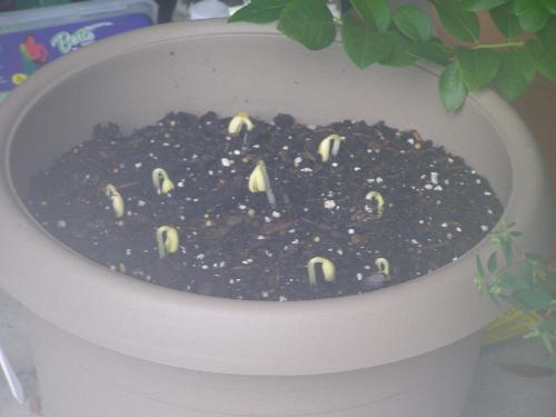 beans - the pic is kinda foggy cause of the humid conditions here.
