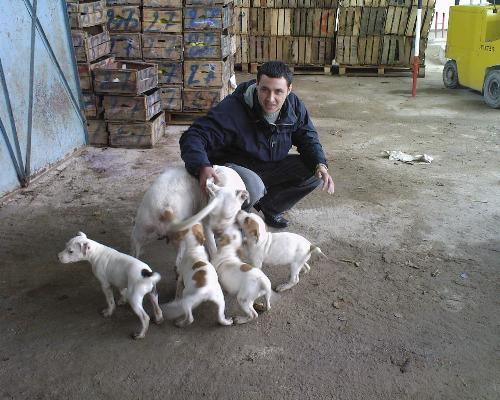 me and my Puppies - me and My pitbulls Puppies ;)