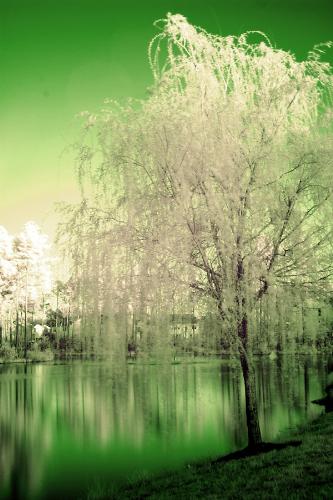 Infrared - A photo I took of a tree using an infrared filter.