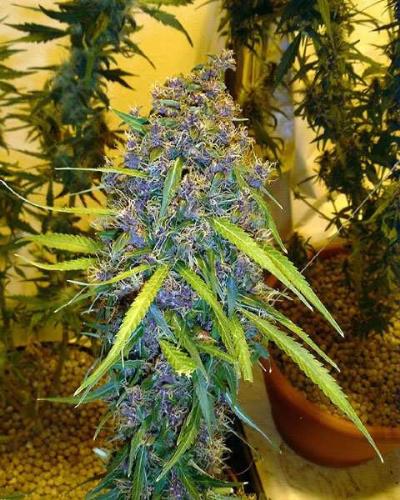 some bud - cool pic of bud and u guess wht kind