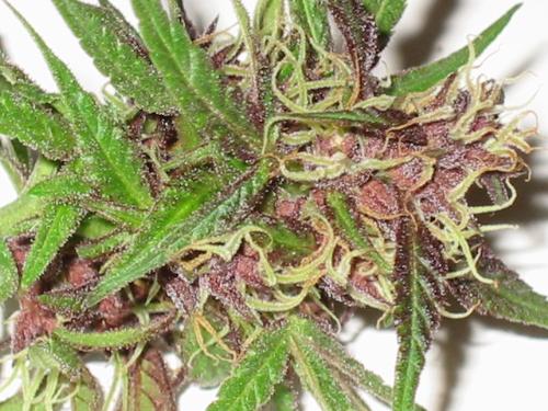 purple haze - my fav kind of bud