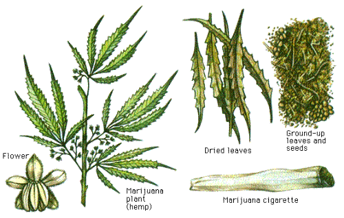 marijuana - marijuana picture