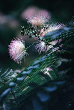 Original image of Mimosa Tree - image of a mimosa blossom on tree