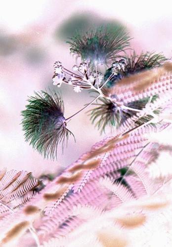 Same image with Invert filter - Mimosa blossom with invert affect