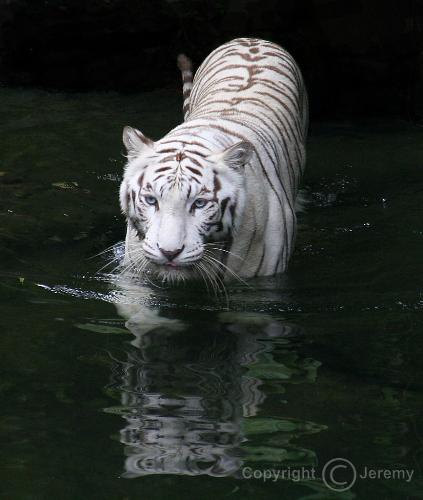 White Tiger Crossing - A white Tiger crossing a river.