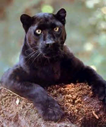 Black Panther - Black Panther sitting in a tree.