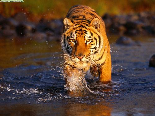 Tiger - Tiger enjoying sunset
