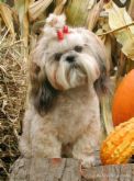 shih-tzu - a shih-tzu with a ponytail
