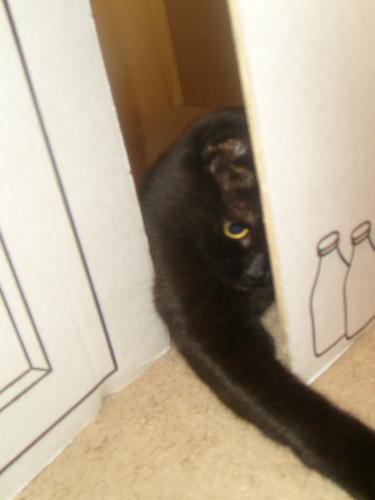 Blackie pawing me - My eldest cat Blackie pawing me through the door of the playhouse cheeky minx!!