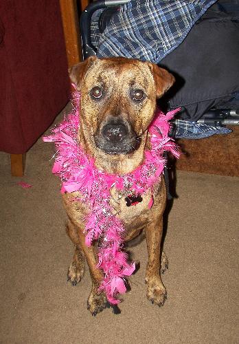 my lil drag queen :P - my dog saber
