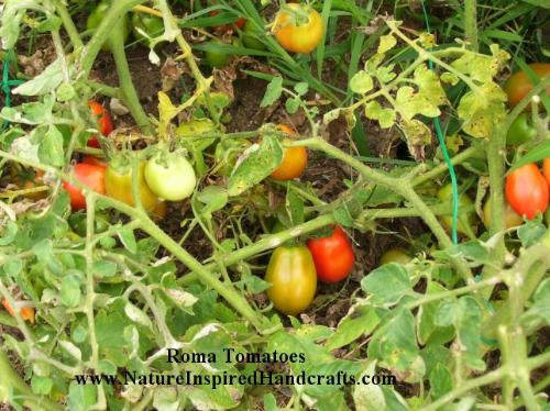 Roma Tomatoes - these are tomatoes growing in our Michigan garden