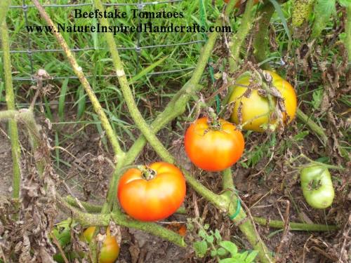 Beefstake Tomatoes - we planted 24 beefstake tomato plants this year in our Michigan garden, it's been very dry so they're not doing real well but are giving us tomatoes.