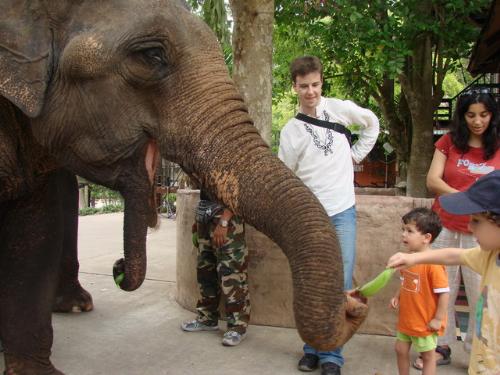 Elephant - Elephant..