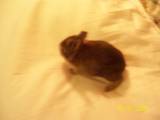 my first bunny - This one, he is sitting in the couch. and he's under a light is why you see that for.