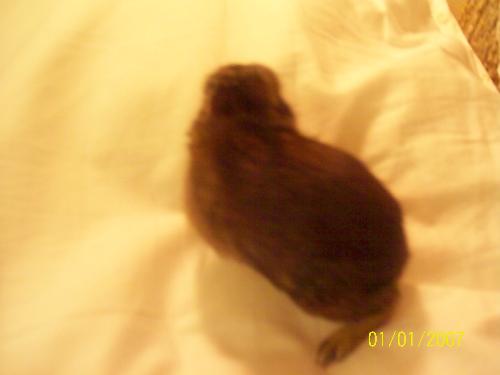 bunny is walking around the couch. :P - cute little bunny walking around the couch in his owner's home. :P