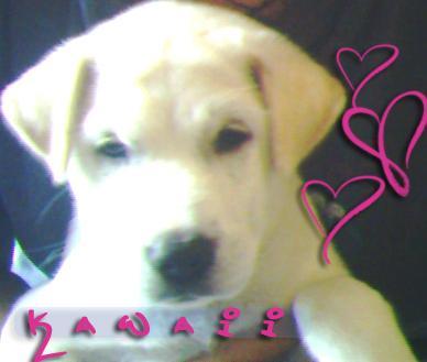 booki - our dog