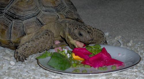 Toro the Tortoise - Heres Toro munchin down as he prepares for the upcoming winter sleeptime.