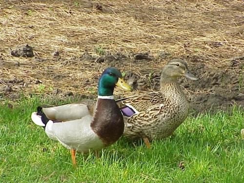 Pets - ducks quacking - Pets - neighbour