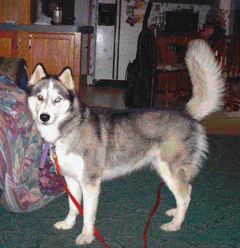 My Grand Dog. - This is a picture of my grand dog she is now 4yrs old. And she thinks she can talk.