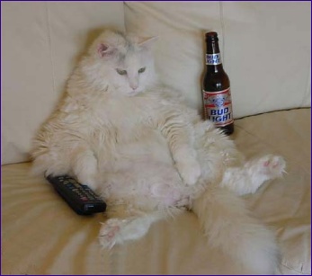 drunken cat - The cat was layed out on the couch...It had nothing to drink..beer bottle was empty! We thought it was funny!