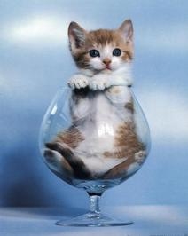 kitty in a glass - Isn't he adorable?