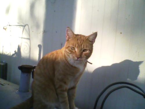 My cat Samson - My kitty cat Samson just chillin