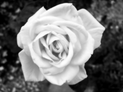 Yellow Rose in B&W - A yellow rose from my MIL's garden. RIP