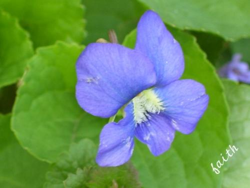 Violet - this small violet looks blue but was really violet colored, from my flower garden