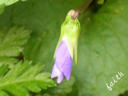 Violet Bloom - this bloom was just starting to open when I took this photo in my flower bed