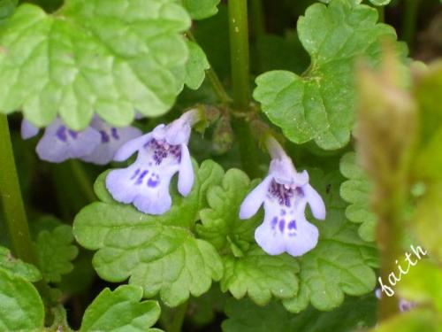 Growing wild - I have no idea what these flowers are but they are growing wild in my yard so saved some for the flower garden