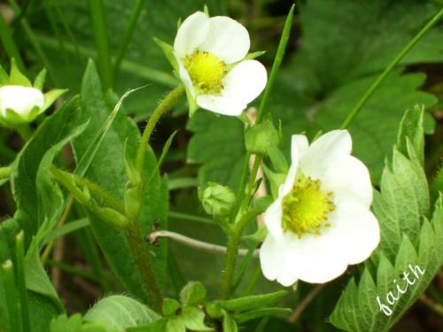 Strawberry Blooms - these darling flowers will develope into strawberries - there are 50 strawberry plants growing in my garden.