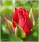red rose  - Whit this picture, my intention is to brighten up your day :)