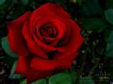 red rose - Whit this picture, my intention is to brighten up your day :)
