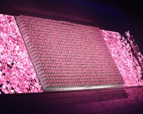peach blossom  - This is a picture of the opening ceremony of Beijing Olympic Games.  All the peach blossoms are in full bloom.  How nice!