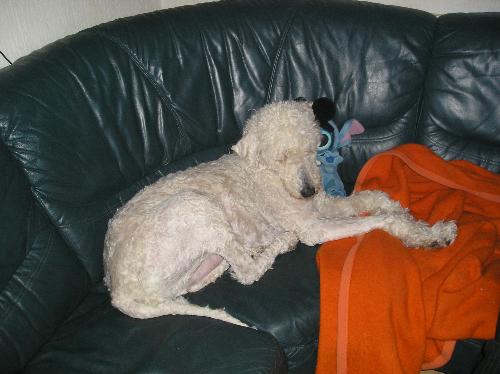 Charley (r.i.p.) - My lovely big poodle, Charley. Rest in peace baby *huggles*