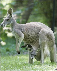Eat kangaroo to 'save the planet' - Eating Kangaroo meat can save the planet rather than eating beef.