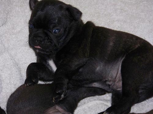 Bugg Puppy - This is a picture of Precious's first litter of Bugg puppies. The little black one you see here is called a reverse brindle. She was 6 lbs at 6 weeks old and a little fireball of energy. She is now called Annie and lives in Iowa with a young couple. We get emailed pictures once a year. She is growing to be a beautiful girl.