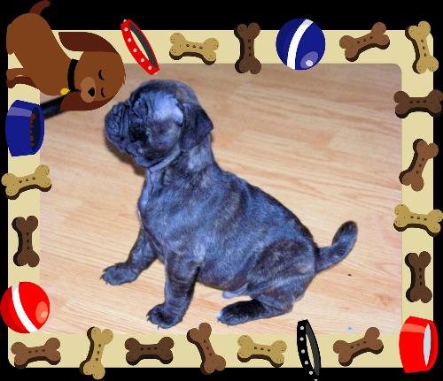 Annie at 6 weeks - Bugg puppy reverse brindle.