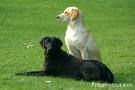 Black & White - A Black dog sitting with a White dog.Look at a deeper meaning, it says even dogs don't have this colour racialism, then why do we?