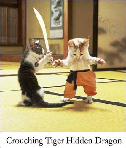 Crouching Tiger hidden dragon - Funny kittens