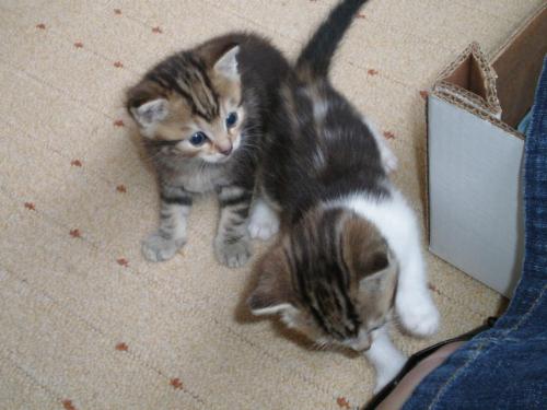 Two new kitties, 4 weeks old - Aren't they cute?