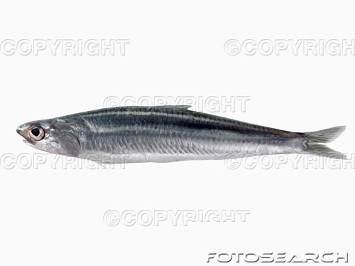 fish - ????????????