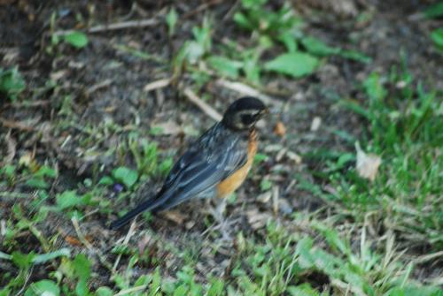 Birds - Elusive/Evasive Birds - Elusive/Evasive