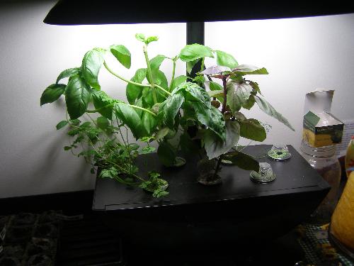 aerogarden herbs - aerogarden with herbs