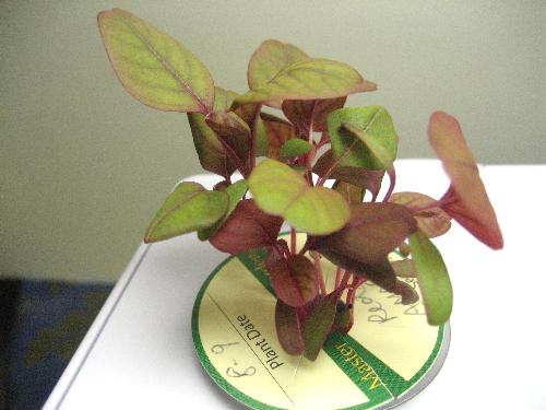 Edible Amaranth at 2 weeks old - This is the Asia Red variety from Evergreen Seeds.