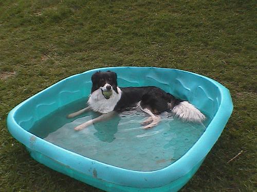 Dog in a pool - My Border Collie, Whisper, cooling off in her'kiddie pool'. She loves her pool, and also likes to attack the water as it comes out of the hose. What a life.