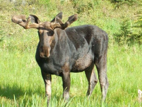 Bull Moose - A Bull Moose with velvet antlers, taken from the side of Highway 11, Northern Ontario, Canada. He was munching on his lunch when he kindly paused to pose for photos. He did head for the forest after a few minutes, but as soon as we began to pull away, he decided to go back to his lunch and finish up instead. What a beauty.