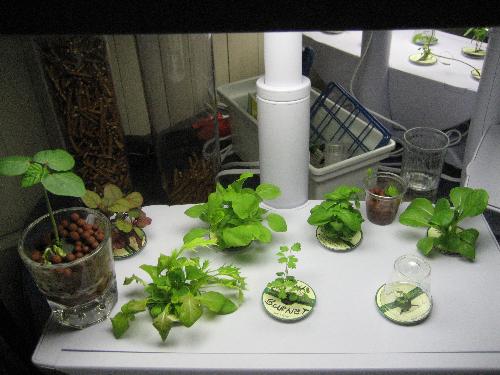 My Own Live Salad Bar - I can hardly wait 2 more weeks until these will be ready to devour! Must plant new seeds now, to be sure there are more ready soon after :-)