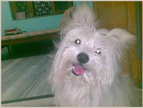 My Dog Lucky - My Dog Lucky, one of the cutest dog in the World. The breed is La Pom and he is giving a kind of smiling pose.